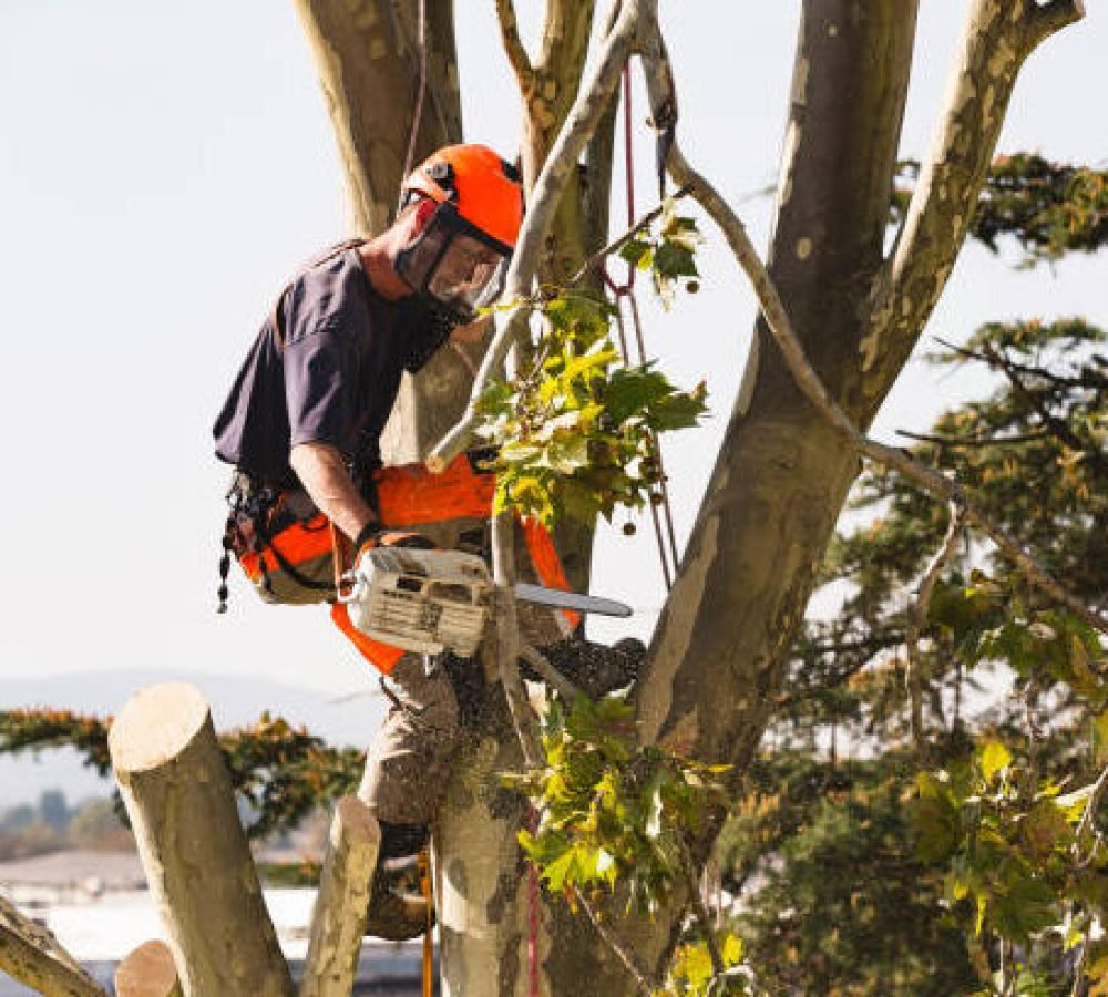 Man sawing tree at the top of the tree with chainsaw and all safety equipment needed for cutting the tree tops.