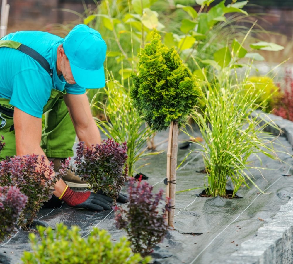 Professional Garden Landscape Maintenance Services